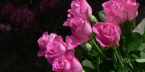 粉色玫瑰花的象征意义（浪漫、温柔、爱情）