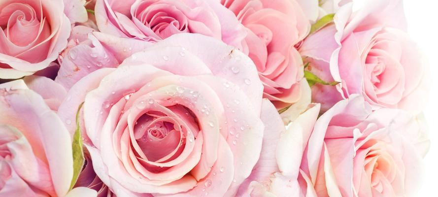 粉色玫瑰花的浪漫与温馨（传递爱意的粉色芬芳）