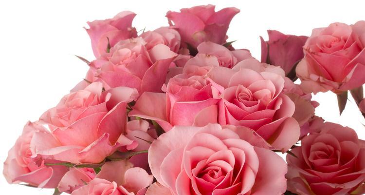 粉色玫瑰花语-情感的绽放（用花语传达你的爱意，玫瑰诉说心声）