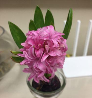 粉色风信子的花语（赏心悦目的粉色风信子散发着爱的气息）