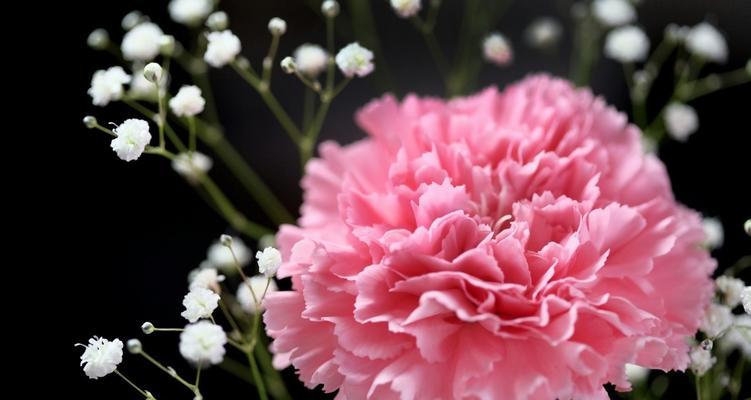 粉色康乃馨的花语——爱与美的象征（探寻康乃馨花语的深层内涵）