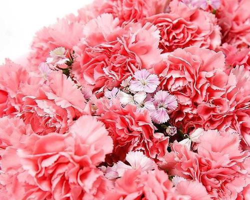 粉色康乃馨的花语——爱与美的象征（探寻康乃馨花语的深层内涵）