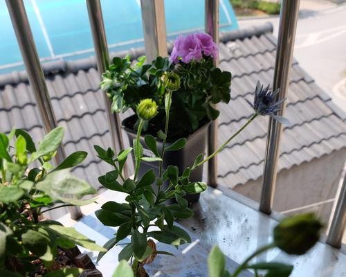 蓝目菊，美丽的盆栽选择（美丽花卉的装点，蓝目菊的成长之旅）