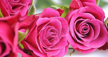 粉色玫瑰（探索粉色玫瑰的浪漫含义）