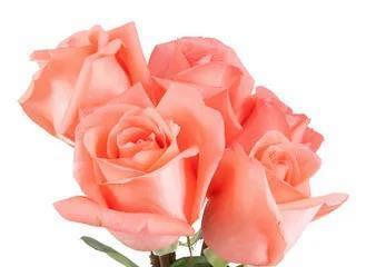 粉色玫瑰的美丽意义（缘起于爱情，传递温柔与喜悦）