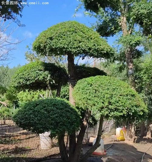 白蜡盆景修剪技巧（精细修剪，让白蜡盆景更具艺术性）