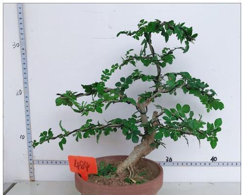 白蜡盆景修剪技巧（精细修剪，让白蜡盆景更具艺术性）