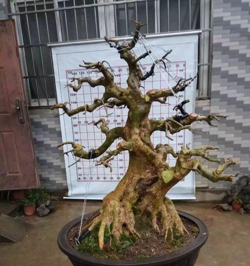 白蜡盆景修剪技巧（精细修剪，让白蜡盆景更具艺术性）