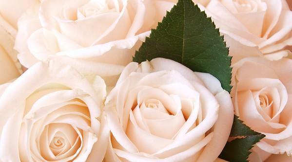 粉色玫瑰花的含义与象征（揭秘粉色玫瑰的浪漫与柔情）