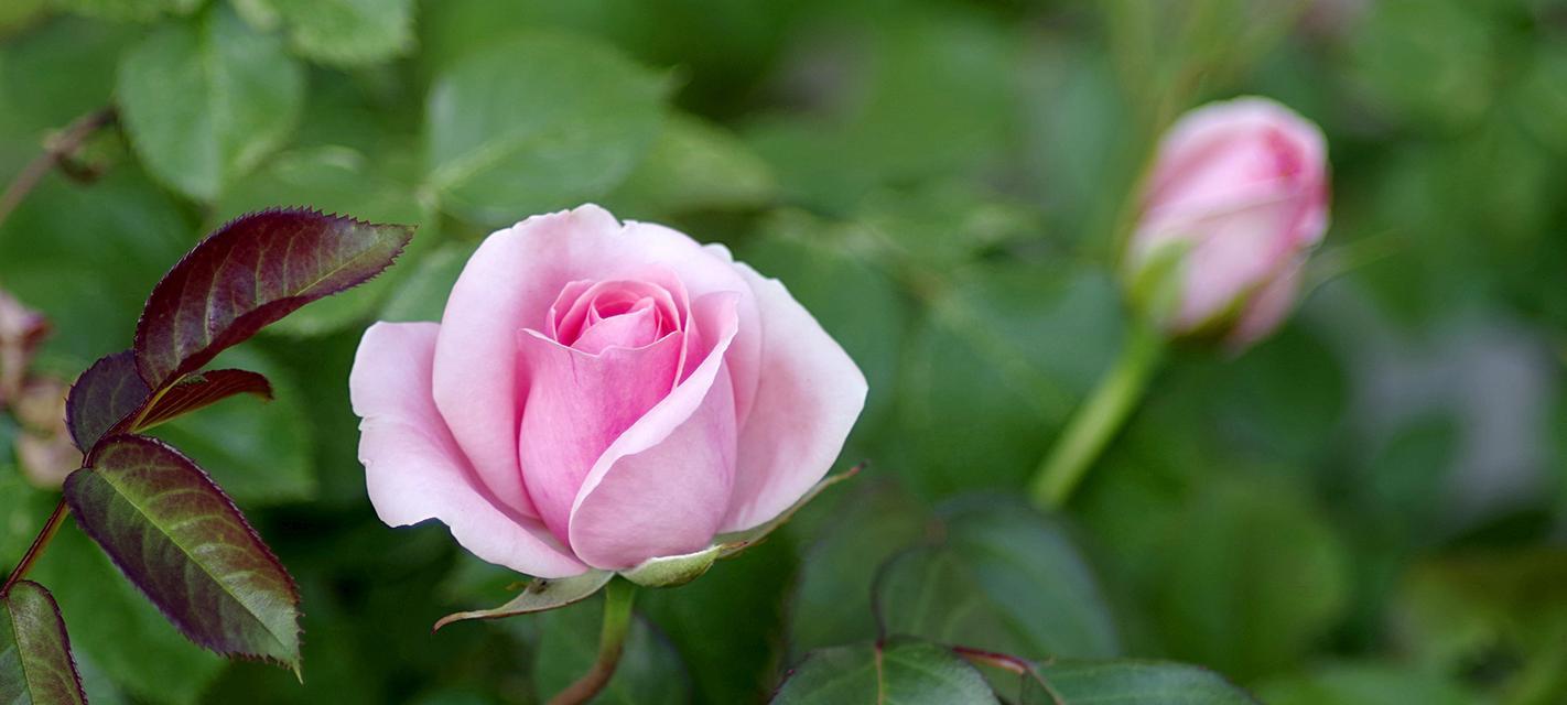 粉色玫瑰花的含义与象征（揭秘粉色玫瑰的浪漫与柔情）