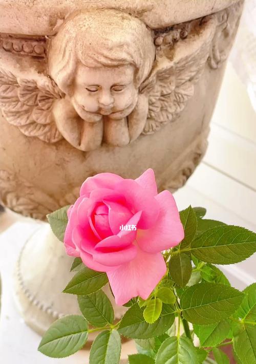 33朵粉色玫瑰花的象征意义（33朵粉色玫瑰花传递的浪漫和爱情）