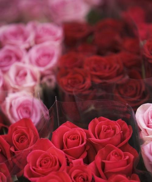 33朵粉色玫瑰花的象征意义（33朵粉色玫瑰花传递的浪漫和爱情）
