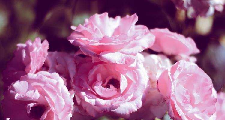 粉色玫瑰花的寓意与意义（探寻粉色玫瑰花的浪漫、温柔与爱意）