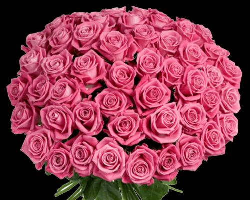 粉色玫瑰花的寓意与意义（探寻粉色玫瑰花的浪漫、温柔与爱意）