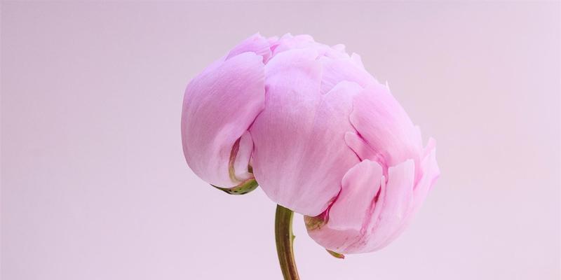 粉色牡丹花的寓意与象征（探索牡丹花的浪漫与优雅之美）