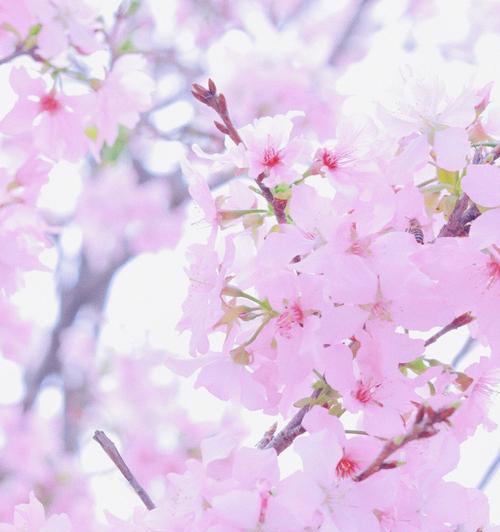 粉色樱花的花语——浪漫与美好（探寻粉色樱花的花语与含义，感受浪漫与美好的力量）