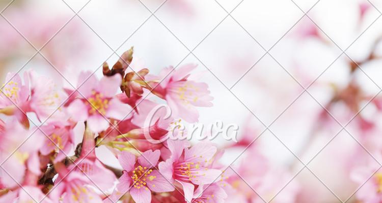 粉色樱花的花语——浪漫与美好（探寻粉色樱花的花语与含义，感受浪漫与美好的力量）