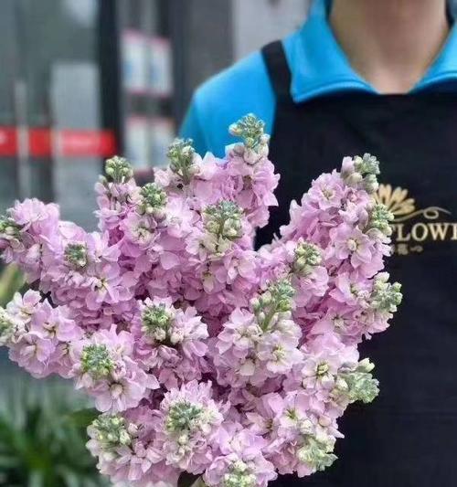 粉色紫罗兰的花语及其意义（探寻粉色紫罗兰的花语，感受温柔与浪漫）