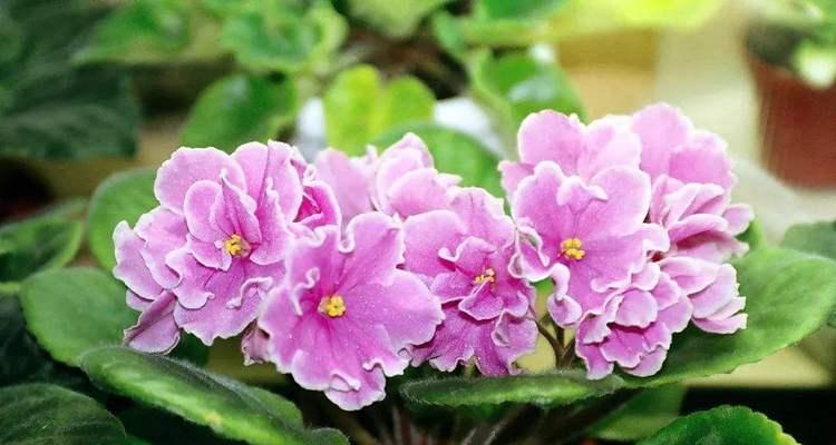 粉色紫罗兰的花语及其意义（探寻粉色紫罗兰的花语，感受温柔与浪漫）