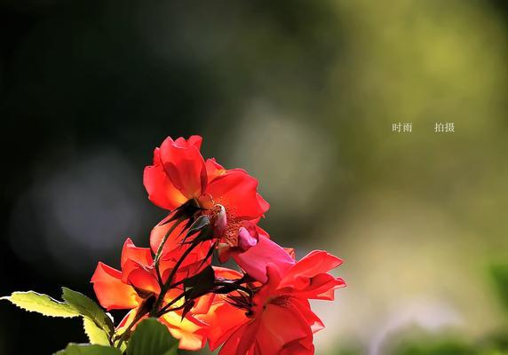 丰花月季花语（透过花语品味生活的丰盈）