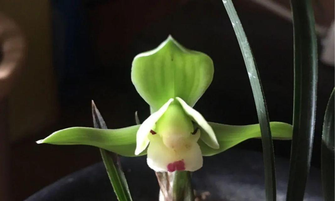 兰花开花期揭秘（了解兰花的生长规律，轻松追踪开花周期）