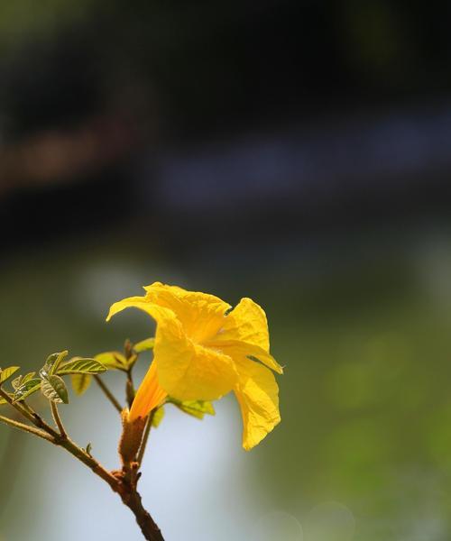 风铃花语（探秘风铃花的美丽寓意与神奇力量）