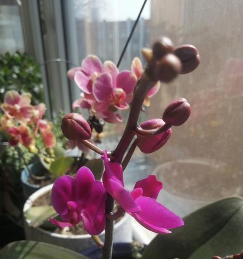 百日草,花期最长的花(一年四季,迎风绽放;不惧风吹雨打,坚强盛放) 百日草,花期最长的花(一年四季,迎风绽放;不惧风吹雨打,坚强盛放)