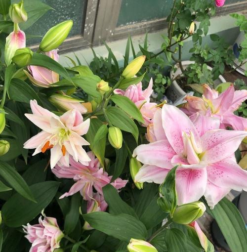 百日草,花期最长的花(一年四季,迎风绽放;不惧风吹雨打,坚强盛放) 百日草,花期最长的花(一年四季,迎风绽放;不惧风吹雨打,坚强盛放)