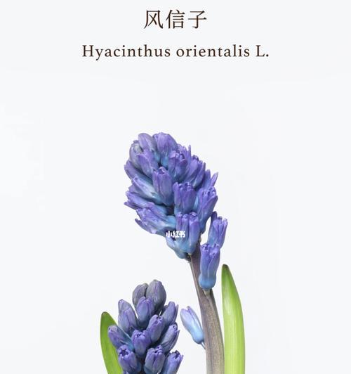 花语之美——茉莉花、栀子花和风信子花的意义与传承（探寻花海中的情感符号，茉莉、栀子和风信子）