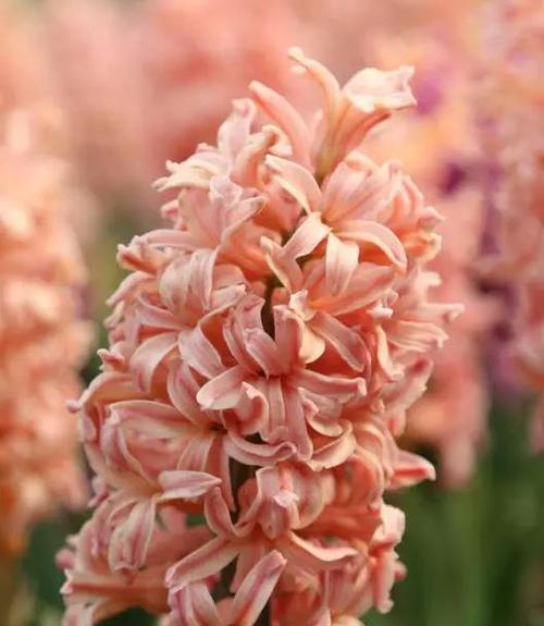 风信子的花语与传说（馨香之花，花海的传说）