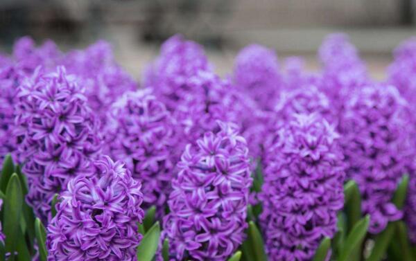 风信子的花语与传说（馨香之花，花海的传说）