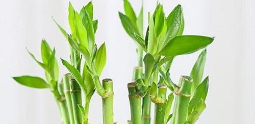 水培富贵竹的养护技巧（打造生态绿化家居环境，让富贵竹更健康）