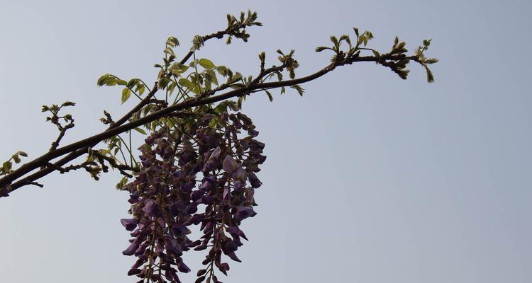 紫藤花的寓意与象征意义（解读紫藤花的精神内涵及文化意义）