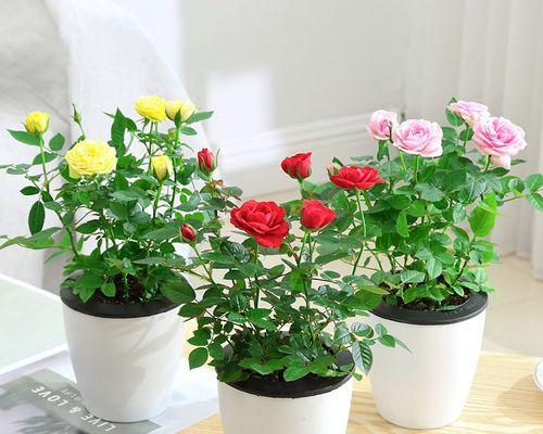 如何养护美丽的玫瑰花（玫瑰花养护全指南，让你的花园充满芬芳）