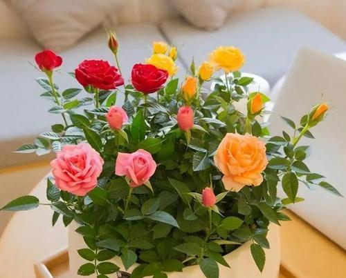 如何养护美丽的玫瑰花（玫瑰花养护全指南，让你的花园充满芬芳）