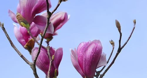 紫玉兰开花时间及特点（了解紫玉兰开花时间，让您更懂得赏花）