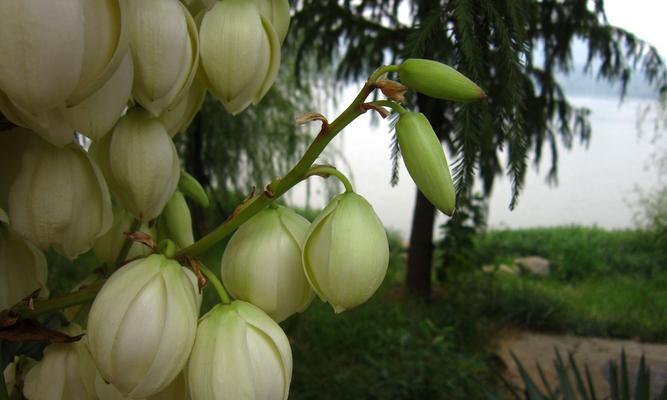 凤尾兰花语（探秘凤尾兰的花语之美）