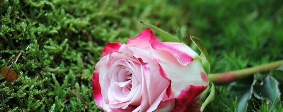 如何正确种植玫瑰花（让你的花园充满浪漫）
