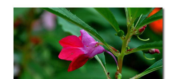 凤仙花的花语与意义（探寻凤仙花的花语与象征，感受其美丽与神秘）