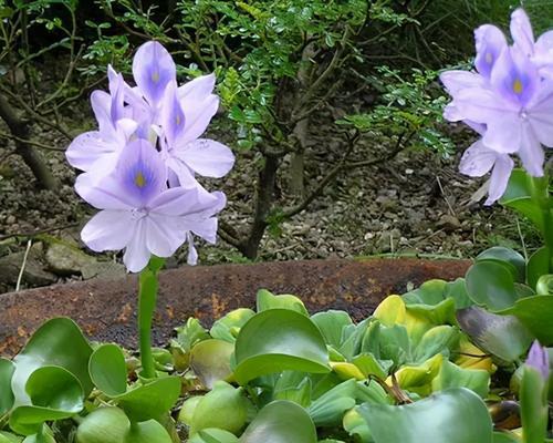 凤眼莲（凤眼莲的花语及养殖技巧一览）