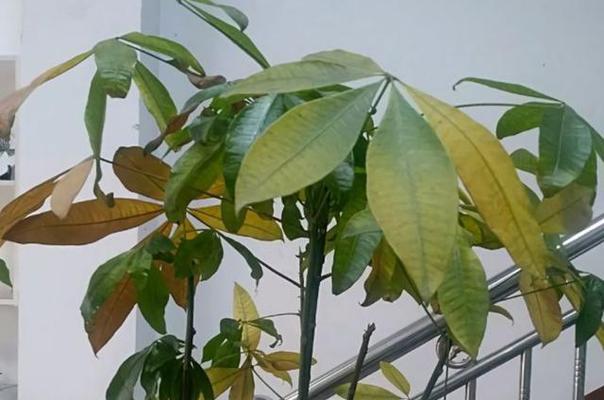 如何处理发财树黄叶子？（针对不同情况的处理方法，让发财树常青不败）