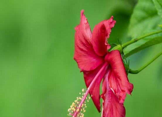 扶桑花（扶桑花的花语和寓意）