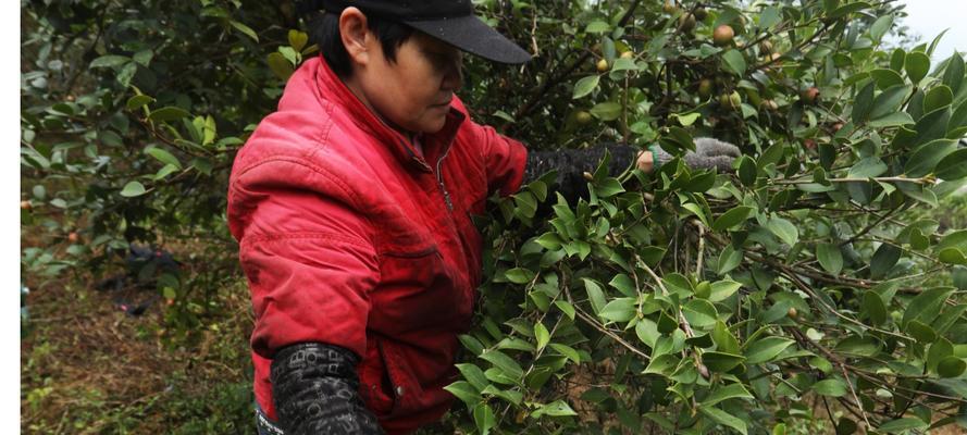 油茶树种植与管理（如何种植油茶树，让其长势健康成长？）