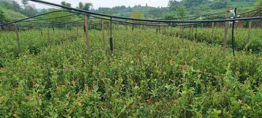 油茶树种植与管理（如何种植油茶树，让其长势健康成长？）