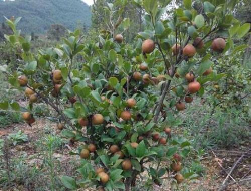 油茶树种植与管理（如何种植油茶树，让其长势健康成长？）