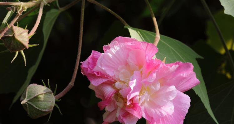 芙蓉花的寓意与象征——傲立水边的骄傲（曼妙绽放的美丽与坚韧）