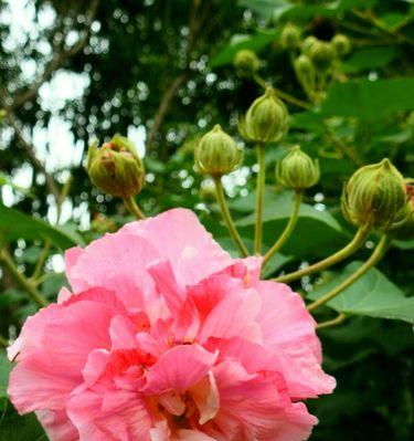 芙蓉花的花语与美丽传说（揭秘芙蓉花的花语，了解它的神秘之美）