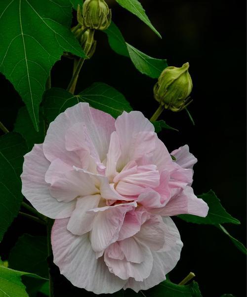 芙蓉花（傲立水面之上，宣扬高尚情操的花朵）