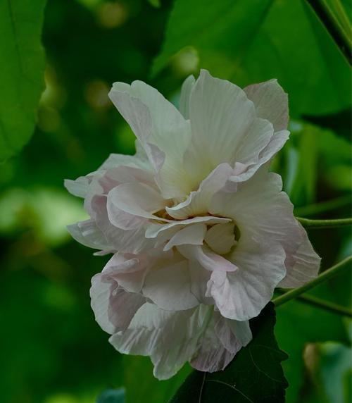 芙蓉花（傲立水面之上，宣扬高尚情操的花朵）