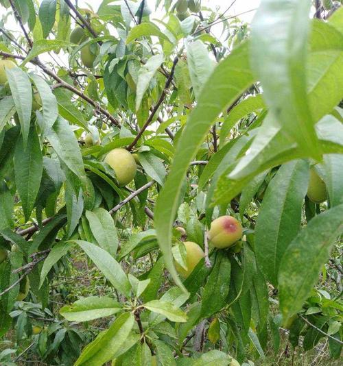 如何种植健康的桃树